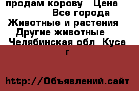продам корову › Цена ­ 70 000 - Все города Животные и растения » Другие животные   . Челябинская обл.,Куса г.